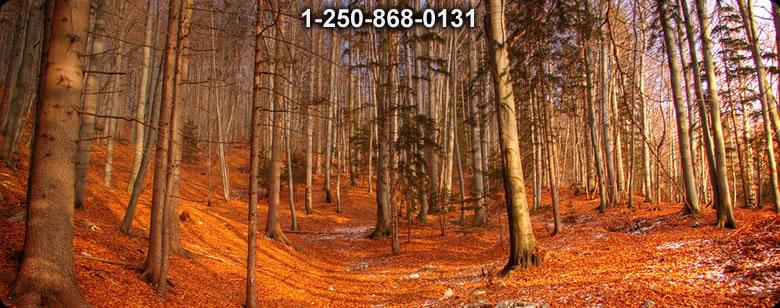 Bushcraft Supplies photo