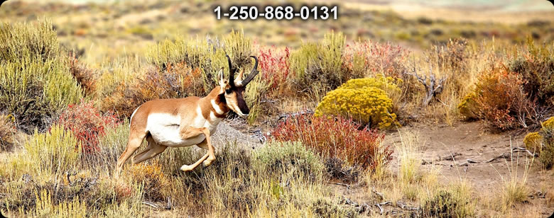 Bushcraft Supplies photo