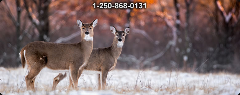 Bushcraft Supplies photo