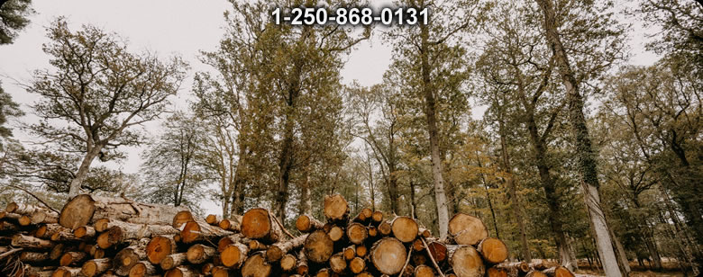 Bushcraft Supplies photo