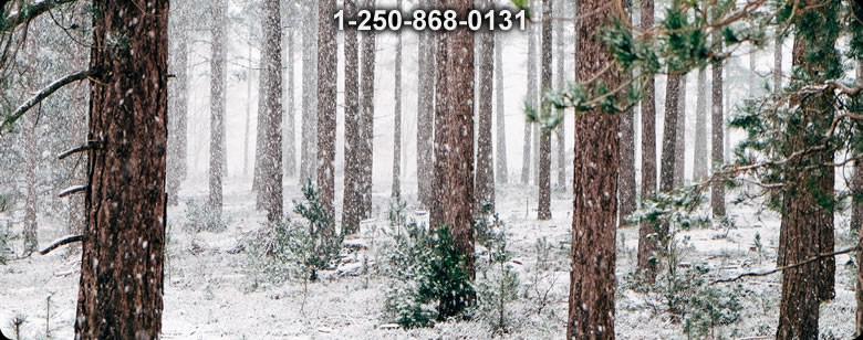 Bushcraft Supplies photo