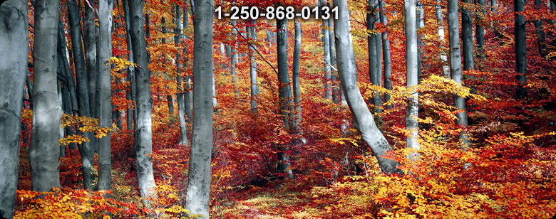 Bushcraft Supplies photo