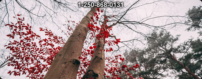 Bushcraft Supplies photo